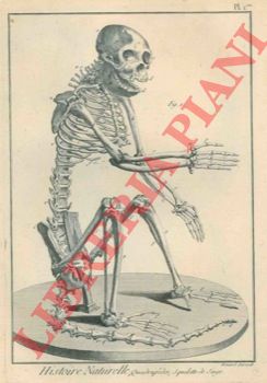 - - Tableau encyclopdique et mthodique des trois rgnes de la nature. Histoire naturelle. Quadrupdes.