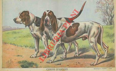 Mahler P. - - Chiens d'Artois.