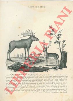 - - Alce e daino, macacco (ouanderou), giraffa, babirussa e porcellino d'India, leone, pigro di Bengala, tapiro indiano, tatusio gigante e clamiforo (armadilli).