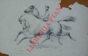 - - Cavalli bianchi