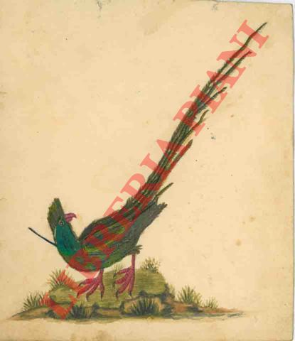 - - Uccello con lunga coda (gallinaceo).