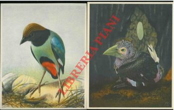 Artis. Bruxelles - - Oiseaux de paradis et colibris. Serie 48.