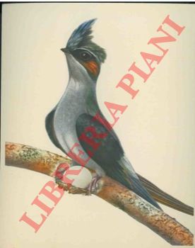 Artis. Bruxelles - - Oiseaux de paradis et colibris. Serie 47.