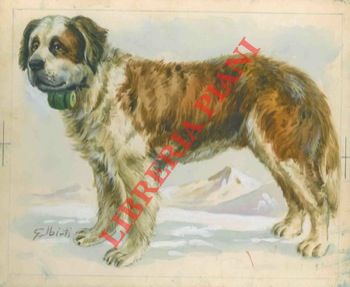 GALBIATI - - Cane di San Bernardo.