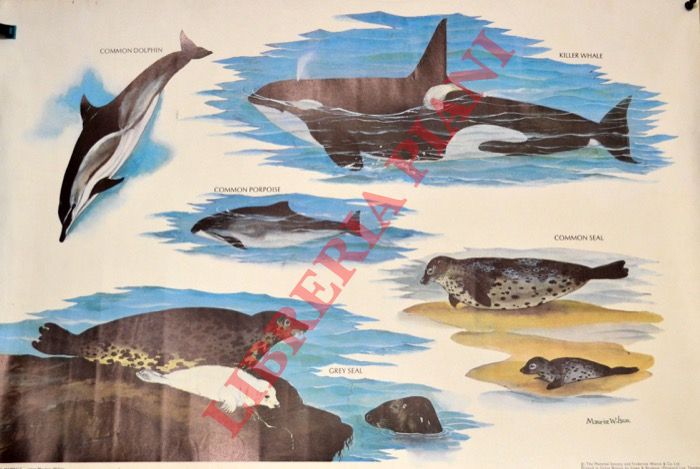 - - Marine mammals.