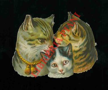 - - Gatti.