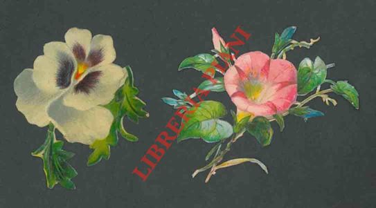 - - Fiori.