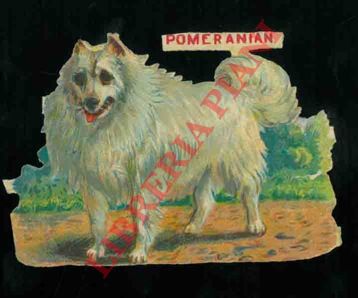 - - Cani : Pomeranian.