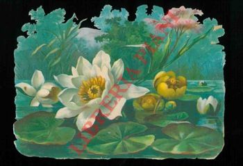 - - Fiori acquatici.