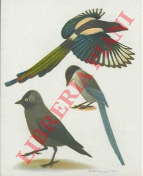 Artis. Bruxelles - - Les oiseaux nicheurs d'Europe (Passeraux). Serie 57.
