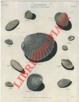 - - Conchiglie. Cardium e telline.