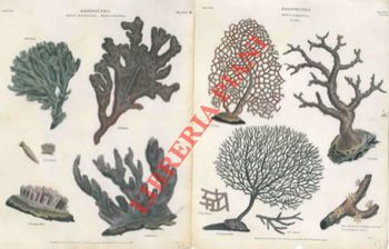 - - Zoofiti. Corallo, gorgonie, ecc.