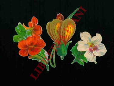 - - Fiori singoli.