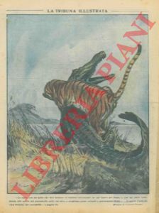 PISANI Vittorio - - Tigre assale coccodrillo ...