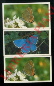 - - 'British butterflies'