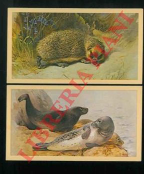 Grandee. John Players & Sons. - British mammals.
