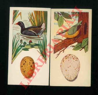 A-1 Dairies Ltd tea. - Birds and their eggs.