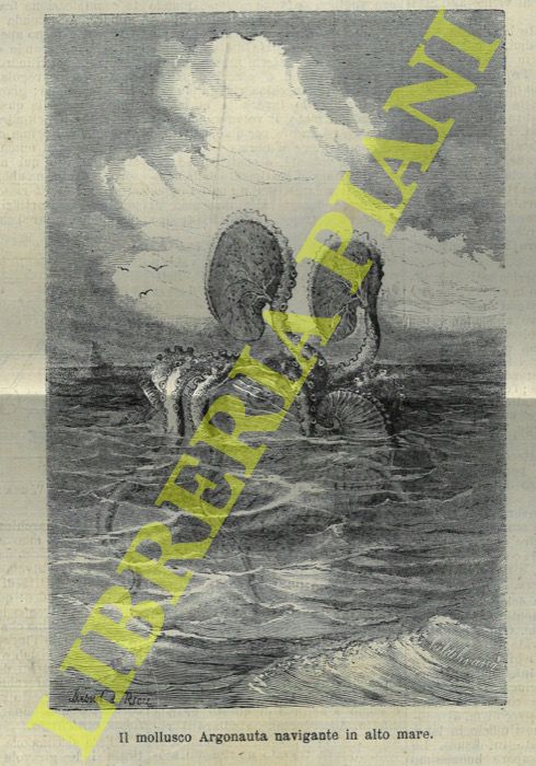 - - Il mollusco Argonauta navigante in alto mare.