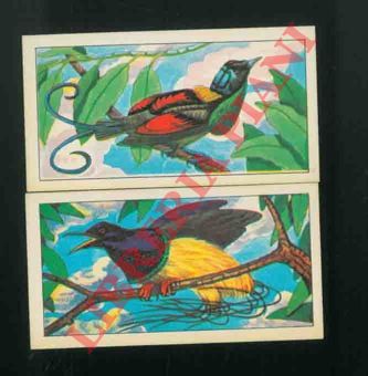 - - Tropical birds.