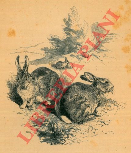 Green William - - Rabbits (Conigli)