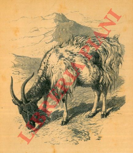 H. White, junior - - Welsh goat (Capra gallese)