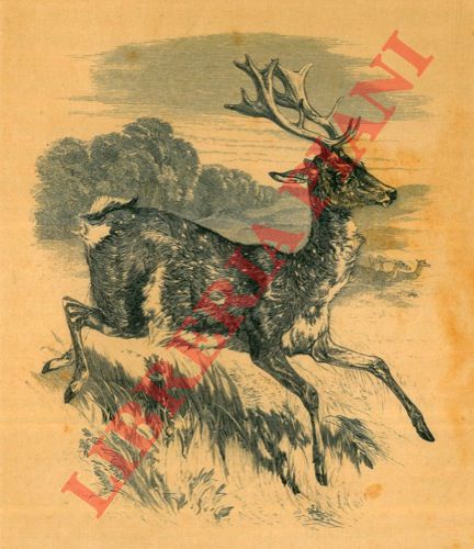Gorway Walter - - Buck (Fallow deer) Daino maschio.