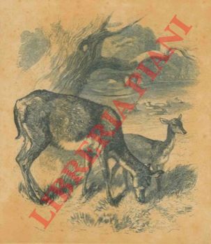 Greenaway and Wright - - Doe and fawn (Fallow deer) Femmina e cerbiatto di daino