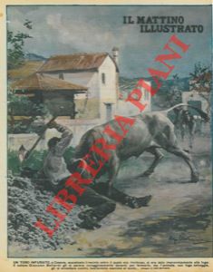 MATANIA Ugo - - Un toro infuriato, a Cesena, si era dato alla fuga : il colono Giacomo Bellardi gli si parava davanti, per fermarlo, ma l'animale gli si avventava contro, lasciandolo esanime al suolo...