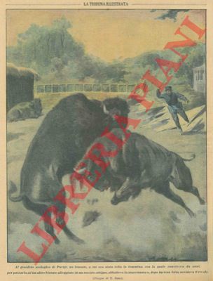 ABBO E. - - Al giardino zoologico di Parigi, un bisonte, a cui era stata tolta la femmina, con la quale conviveva da anni, per passarla ad un altro bisonte alloggiato in un recinto attiguo, abbatteva la staccionata e, dopo furiosa lotta, uccideva il rivale.