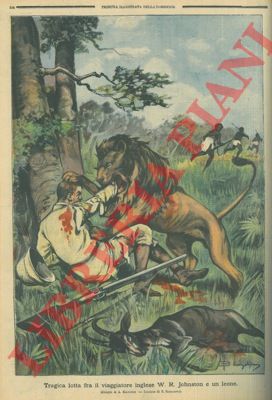 BIANCHINI A. - - Tragica lotta fra il viaggiatore inglese W. R. Johnston e un leone.