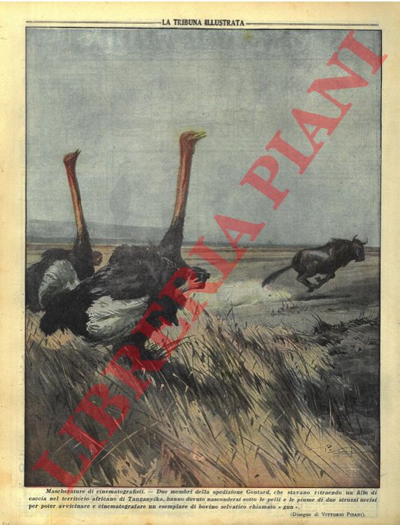 PISANI Vittorio - - Mascherature di cinematografisti. Due membri della spedizione Gontard, che stavano ritraendo un film di caccia nel territorio africano di Tanganyika, hanno dovuto nascondersi sotto le pelli e le piume di due struzzi uccisi per poter avvicinare e cinematografare un esemplare di bovino selvatico chiamato 'gnu' .