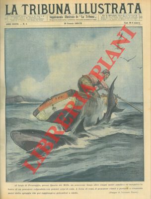 PISANI Vittorio - - Al largo di Priaruggia, presso Quarto dei Mille, un pescecane lungo oltre cinque metri assaliva ed inseguiva la barca di un pescatore colpendola con potenti colpi di coda.