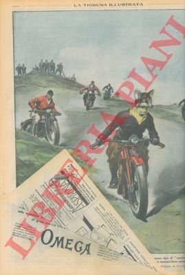 PISANI Vittorio - - Evoluzione moderna della 'caccia alla volpe' . In Inghilterra sta diventando di moda un nuovo tipo di 'caccia alla volpe' in cui i cacciatori, invece di cavalieri, sono motociclisti che compiono una corsa in gara con un altro motociclista camuffato da volpe.