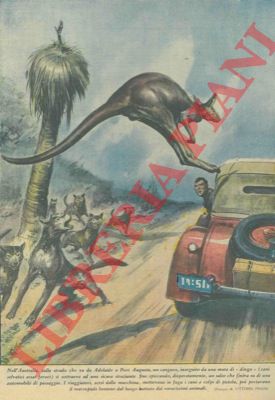 PISANI Vittorio - - Un canguro, inseguito da un branco di dingo, salta dentro una macchina, salvandosi.