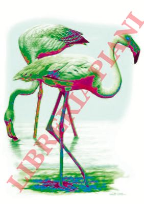 CATALANO Umberto - - Fenicottero (Phoenicopterus ruber).