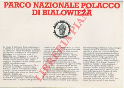- - Parco Nazionale Polacco di Bielowieza.