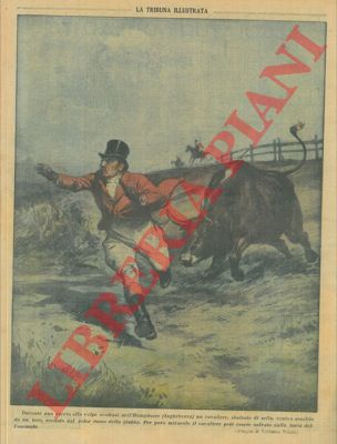 Pisani V. - - Un cavaliere durante la caccia alle volpi nell'Hamphsire viene aggredito da un toro, rimane incolume.