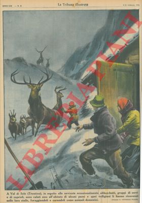 Pisani V. - - In Val di Sole molti cervi e cerbiatti sono calati nei paesi date le abbondanti nevicate in quota.