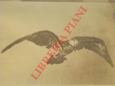  - Rapace diurno in atterraggio ad ali aperte.ed artigli distesi.