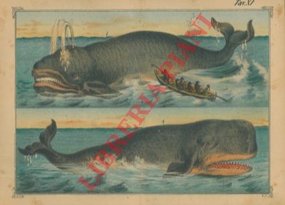 - - Animali vari : felini, uccelli, da cortile, serpenti, marini, ecc.