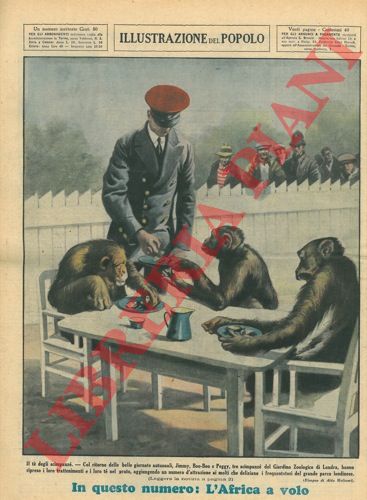 MOLINARI Aldo - - Il t degli scimpanz. Col ritorno delle belle giornate autunnali, Jimmy, Boo-Boo e Peggy, tre scimpanz del Giardino Zoologico di Londra, hanno ripreso i loro trattenimenti e i loro t nel prato, aggiungendo un numero d'attrazione ai molti che deliziano i frequentatori del grande parco londinese.
