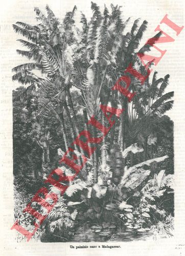  - Le palme.