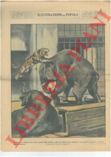 MOLINARI Aldo - - A Rouen, la tigre di un circo, uscita dalla gabbia, salt sul dorso d'un elefante, con grande sorpresa e terrore del pachiderma.