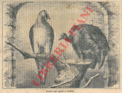 - - L'avvoltoio degli agnelli ed il condoro.