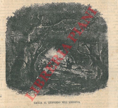 - - Caccia al leopardo nell'Abissinia.