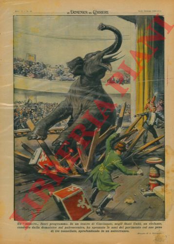 BELTRAME A. - - In un teatro di Cincinnati un elefante condotto dalla domatrice sul palcoscenico ha spezzato le assi del pavimento col suo peso di tre tonnellate, sprofondando in un sotterraneo.