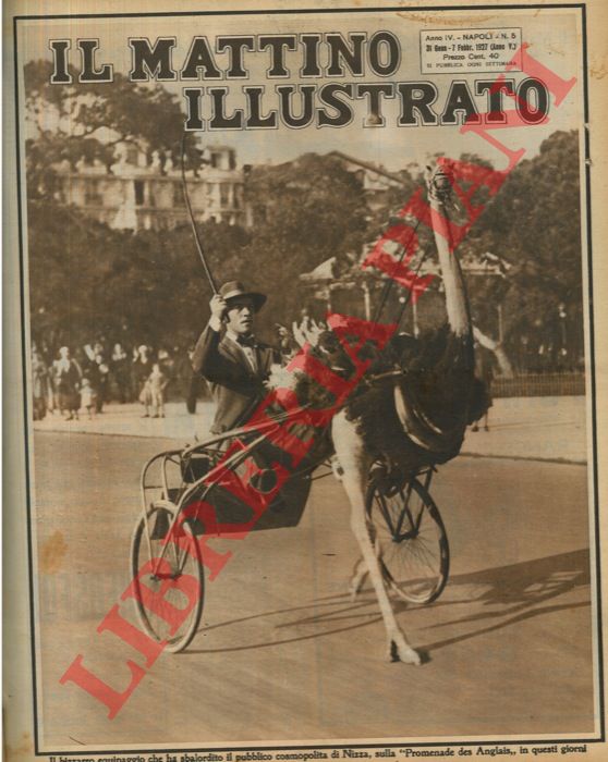 - - Il bizzarro equipaggio che ha sbalordito il pubblico cosmopolita di Nizza, sulla 'Promenade des Anglais' in questi giorni.  Un signore a passeggio in un calessino tirato da uno struzzo.