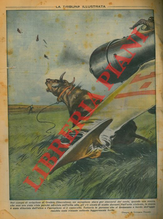 PISANI Vittorio - - Nel campo di aviazione di Orebro (Stoccolma), un aeroplano stava per staccarsi dal suolo, quando una mucca, che non era stata vista perch sdraiata nell'erba alta, gli s' alzata di scatto davanti. Nell'urto violento, la mucca  stata dilaniata dall'elica e l'aeroplano si  capovolto.