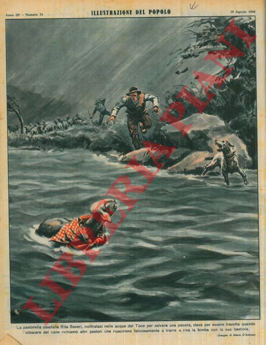 D'ANTONA Mario - - La pastorella ossolana Rita Saveri, inoltratasi nelle acque del Toce per salvare una pecora, stava per essere travolta quando l'abbaiare del cane richiam altri pastori che riuscivano faticosamente a trarre a riva la bimba con la sua bestiola.