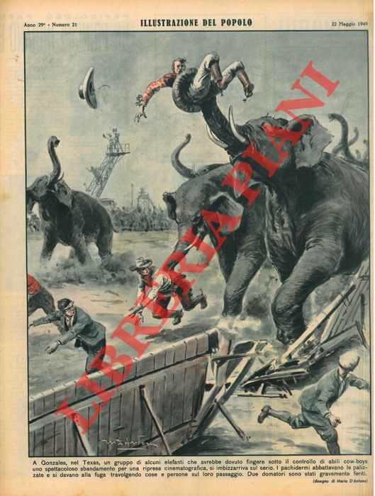 D'ANTONA Mario - - A Gonzales, nel Texas, un gruppo di alcuni elefanti che avrebbe dovuto fingere sotto il controllo di abili cow-boys uno spettacoloso sbandamento per una ripresa cinematografica, si imbizzarriva sul serio.